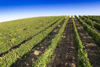 Aerial photographic documentation of the rows of a vineyard in full ripeness in the summer season