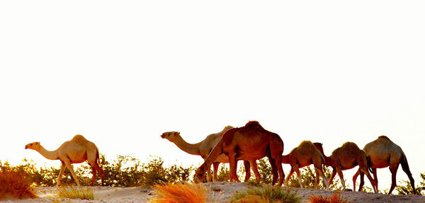 Panoramic view of a horse