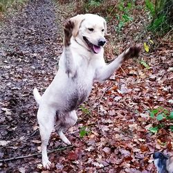 Dog with dog in background