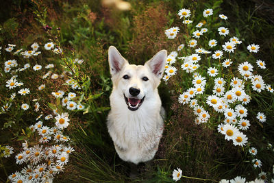 High angle view of white dog