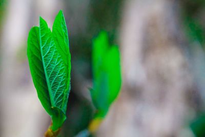 Close-up of plant