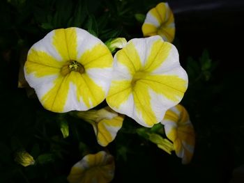 Close-up of yellow flowers blooming outdoors