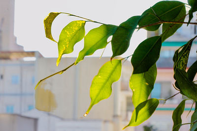 Close-up of leaves against wall