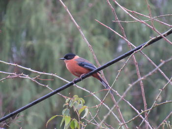 Close-up of bird perching on tree