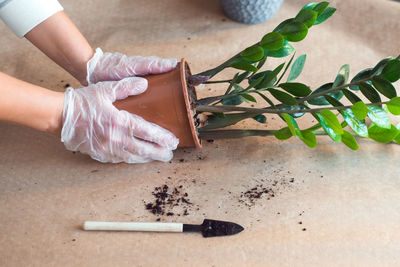 High angle view of woman holding plant on table