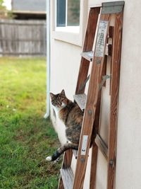 Portrait of cat sitting on wooden ladder 