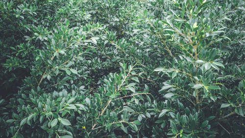 Close-up of crops growing on field