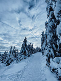 Snow covered plants and trees against sky