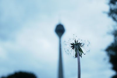 Dandelion against sky