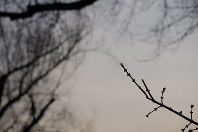 Low angle view of bare tree against sky