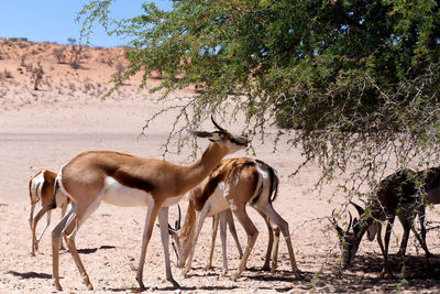 Side view of horses on field