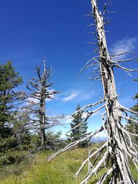 Low angle view of trees on landscape against blue sky