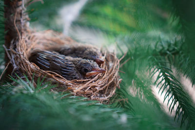 Close-up of bird in nest