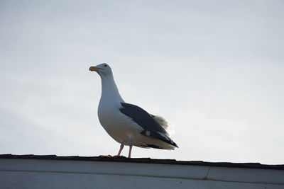 Seagull perching on roof against sky