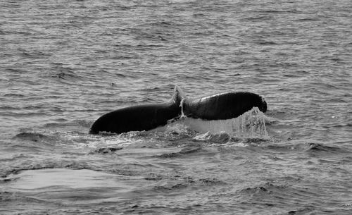 Horse swimming in sea