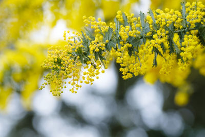 Close-up of yellow flowering plant