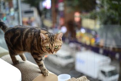 Portrait of cat standing on sofa by window