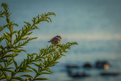 Bird perching on a plant