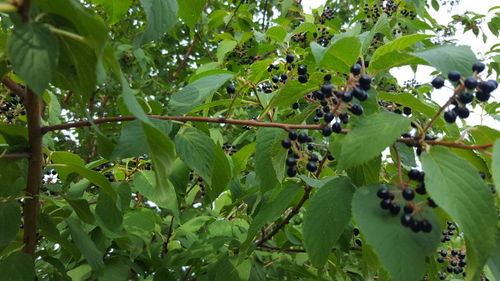 Low angle view of fruits growing on tree