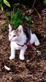 Portrait of cat on field
