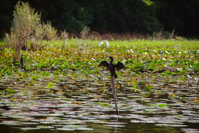 View of birds in lake