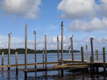 Pelicans sitting on pilings