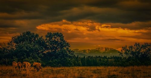 Trees on landscape against sky during sunset