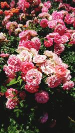 Close-up of pink flowering plants