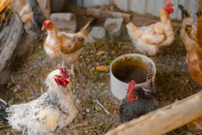 Flock of birds in farm