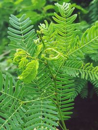 Close-up of green leaves on tree