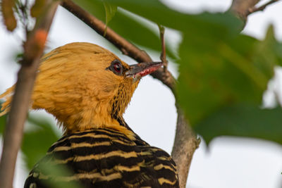 Close-up of a bird perching on branch