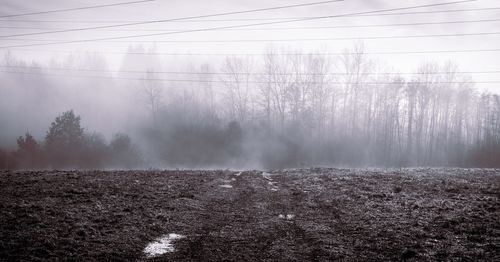 Trees on field against sky during winter