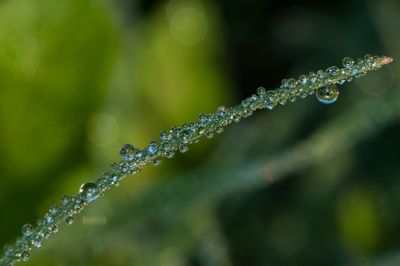 Close-up of water drops on leaf