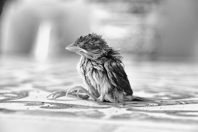 Close-up of bird