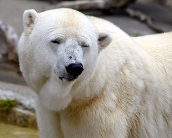 Portrait of polar bear