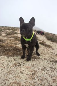 Portrait of a dog