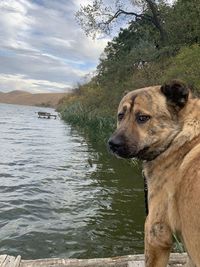 Dog looking away while standing on lake against sky