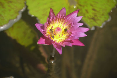 Close-up of fresh pink water lily in pond