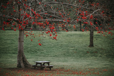 Chairs and trees in park