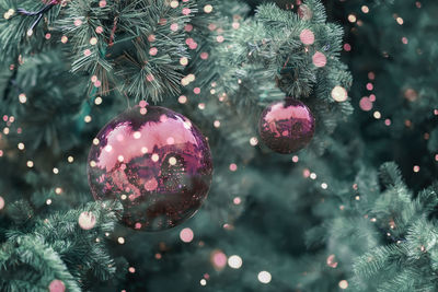 Close-up of illuminated christmas tree