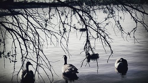Swans swimming on lake during winter