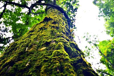 Low angle view of moss growing on tree trunk