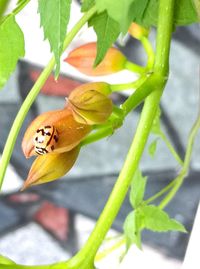 Close-up of insect pollinating on flower