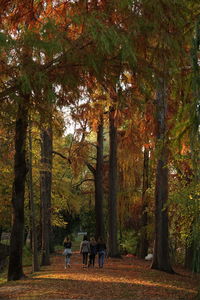 People walking in forest during autumn