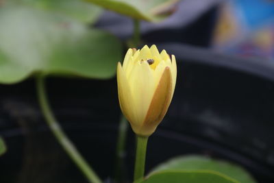 Close-up of yellow tulip