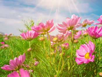 Close-up of pink flowering plants on field