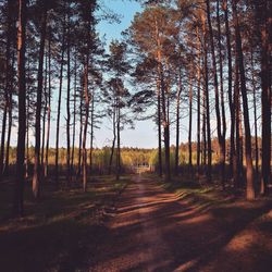 Trees in forest against sky