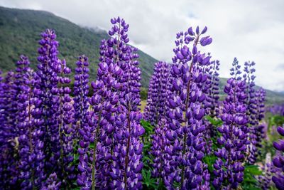 Close-up of purple lavender flowers on field