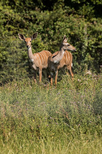 Giraffe running on grassy field