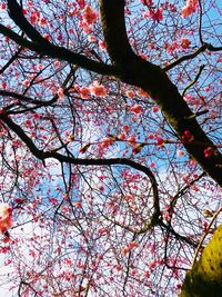 Low angle view of flower tree